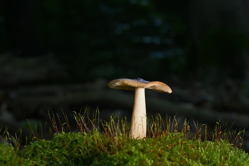 Nature Crafts